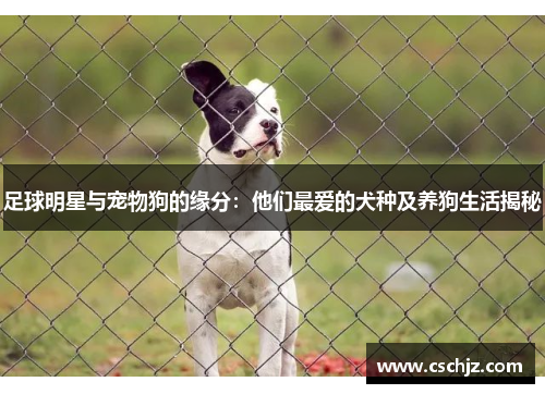 足球明星与宠物狗的缘分：他们最爱的犬种及养狗生活揭秘